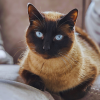 study shows cats can make great therapy animals