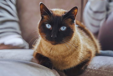 study shows cats can make great therapy animals