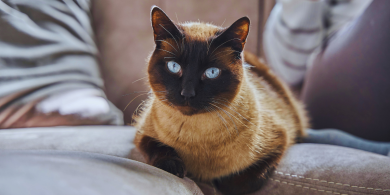 study shows cats can make great therapy animals