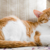 cat sleeping positions