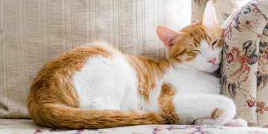 cat sleeping positions