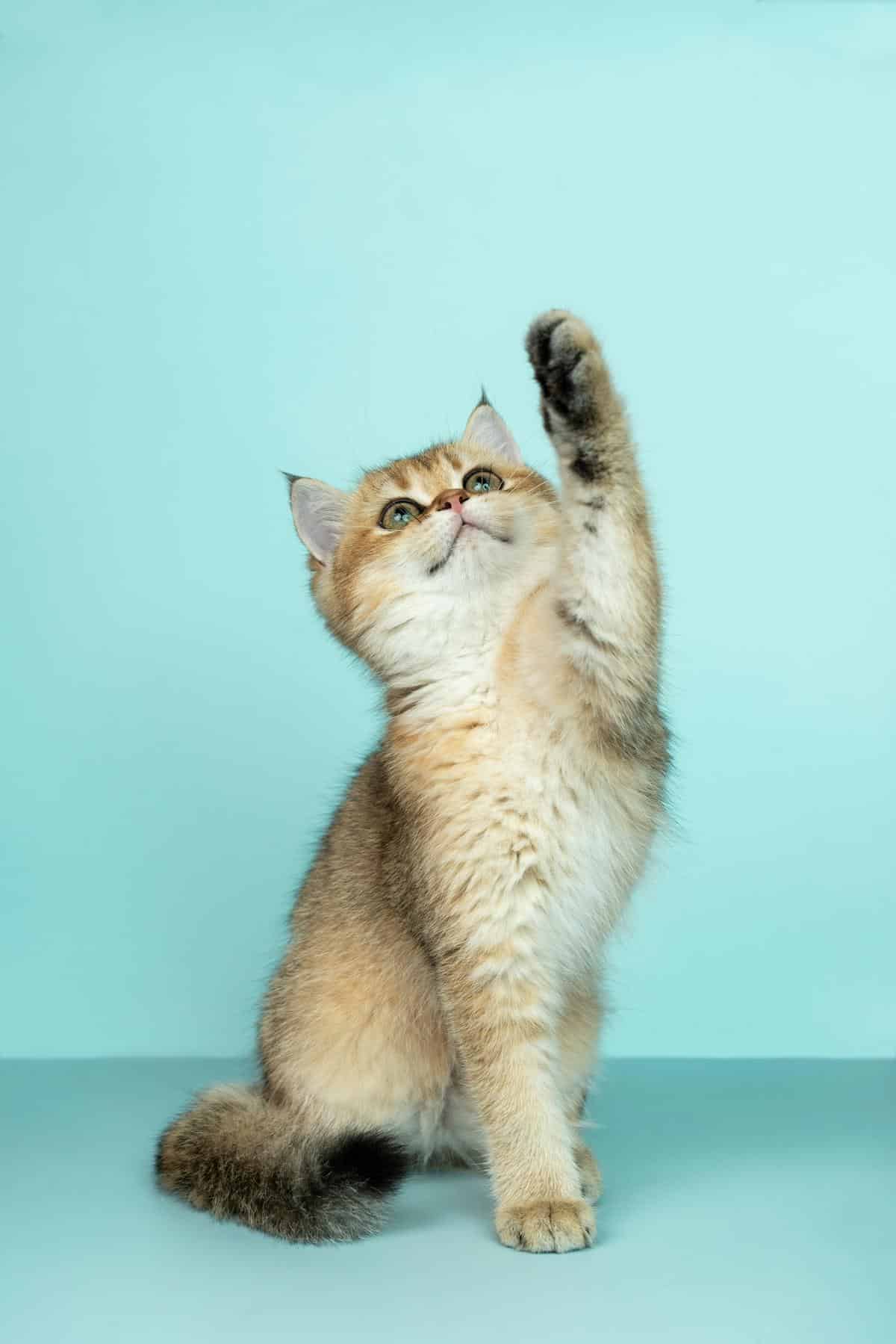 A photo of a cat next to a litter box, demonstrating proper litter box use to encourage positive reinforcement.