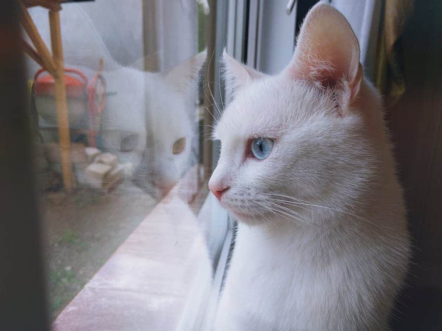 A cute cat looking out of a window at night