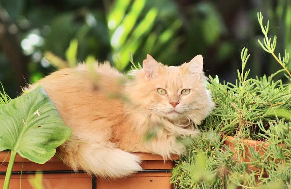 A picture of a Maine Coon showcasing their long lifespan, depicting a healthy and majestic cat.