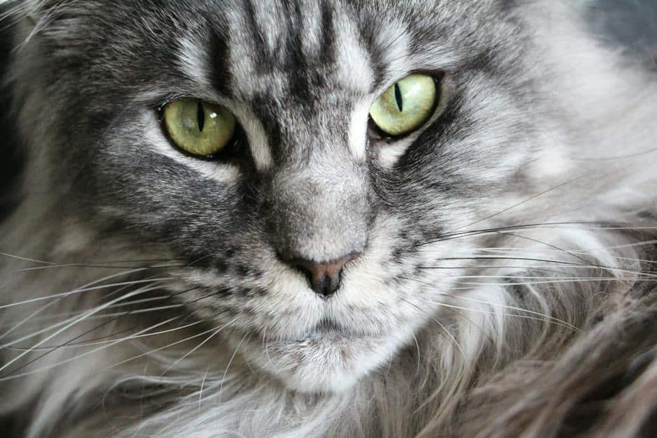 A beautiful Maine Coon cat with striking fur and a distinctive mane standing majestically