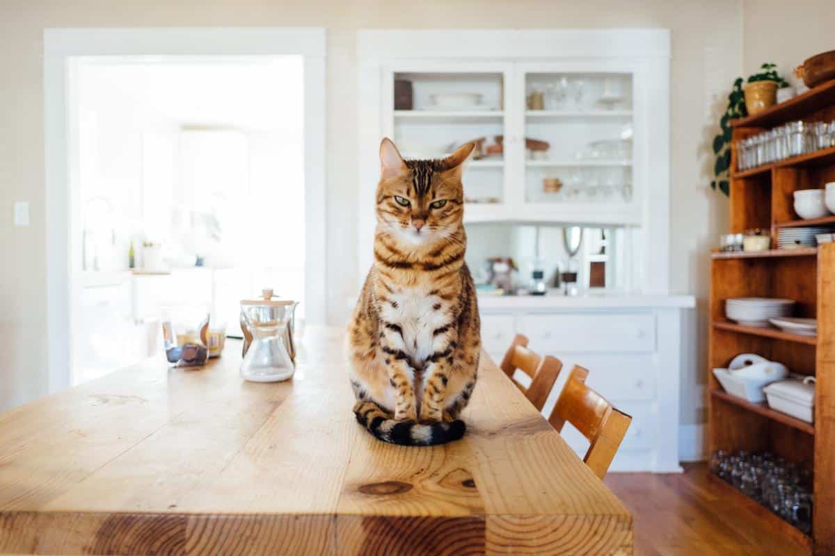 A cute Scottish Fold cat sitting with its legs crossed
