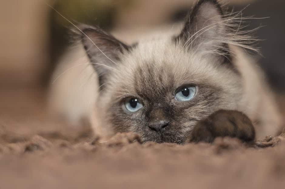 A beautiful Siamese cat sitting on a couch, looking affectionately at the camera