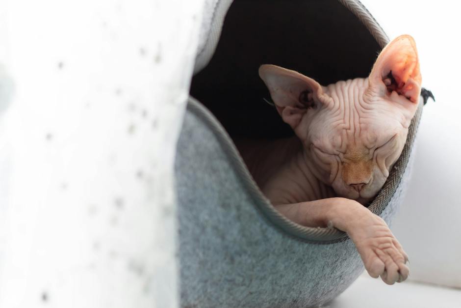 A close-up image of a Sphynx cat with distinct skin tones and large lemon-shaped eyes.