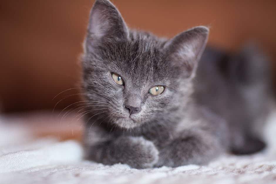 An image of a cat with its fur turning gray, representing the aging process in cats