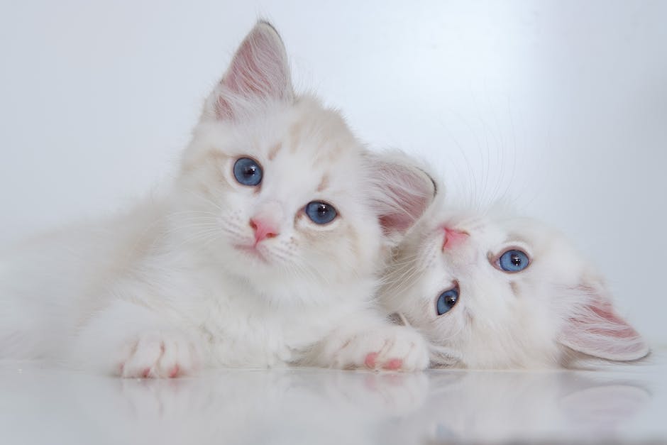 Image of various cat breeds