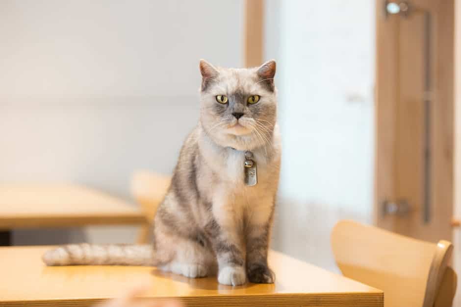 A British Shorthair cat with a plush double coat and round body, showcasing its unique characteristics.