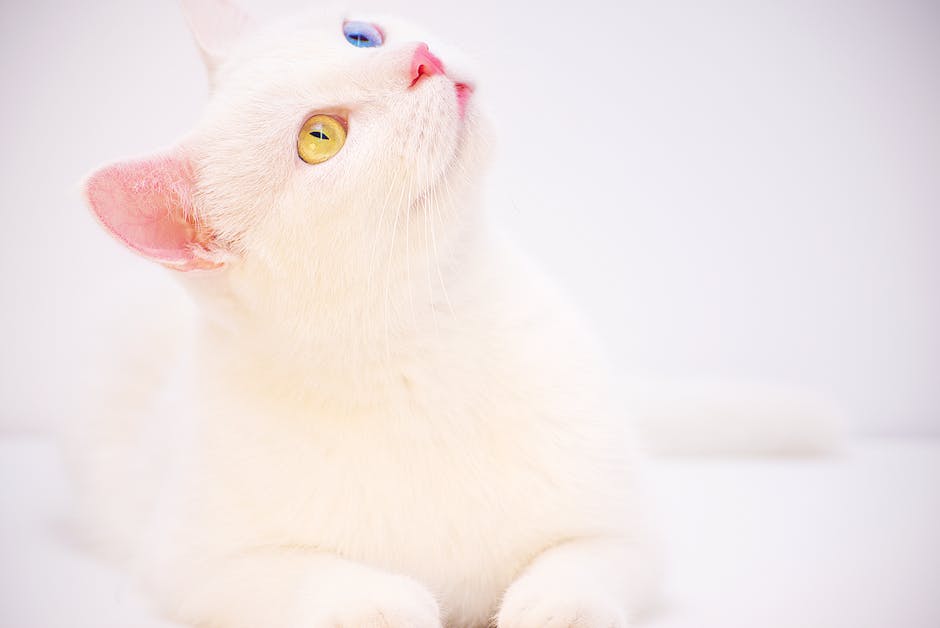 A cute British Shorthair cat sitting on a windowsill