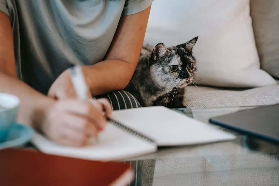 A cute British Shorthair cat sitting on a couch.