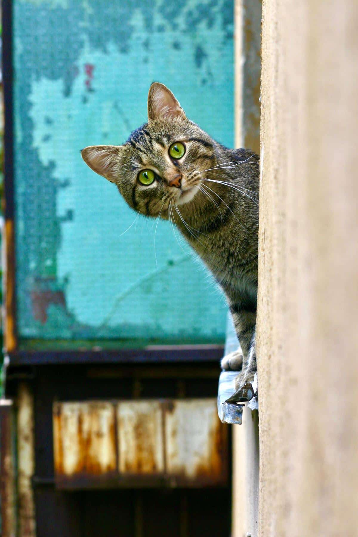 Image of a happy cat playing with a toy indoors