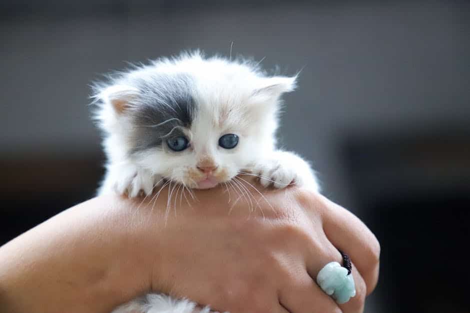 A photo of a happy kitten being held by its new owner.