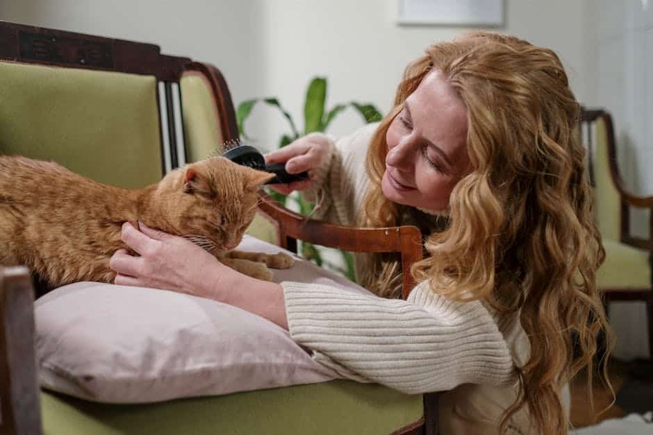 A person gently brushing a calm cat before a bath.