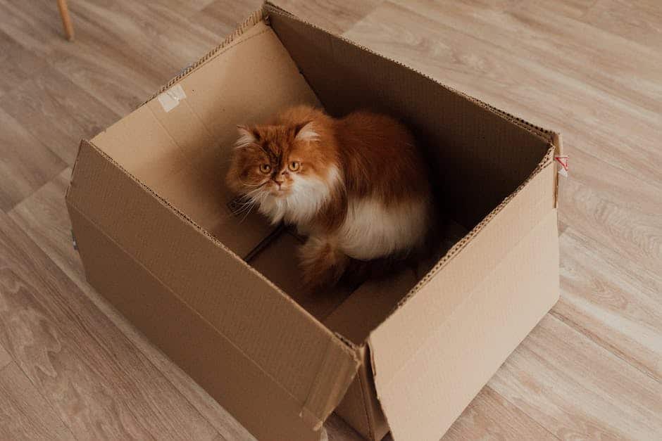 A cat indoors with a litter box, showing good litter box behavior