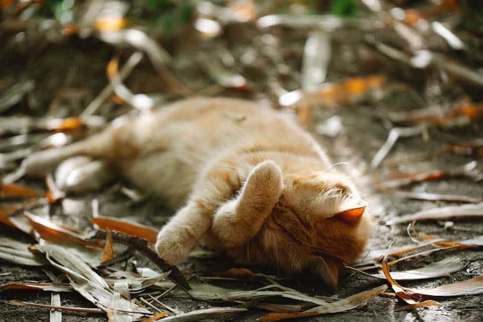 A cat napping in a peaceful spot, symbolizing their preference for solitude and relaxation