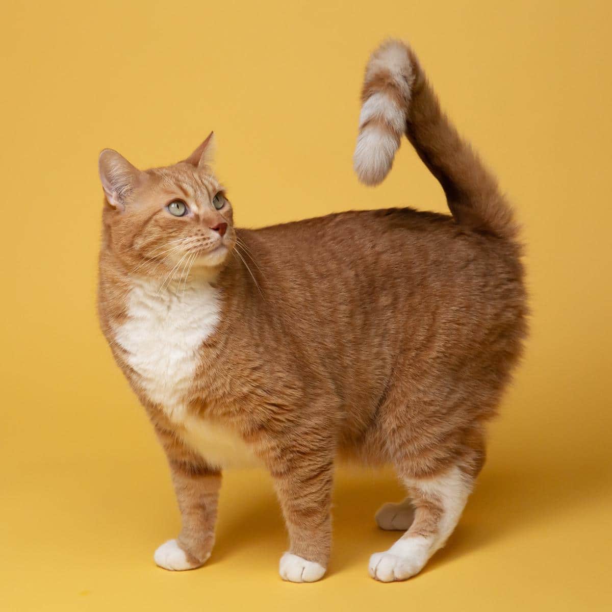 Illustration of a cat with a clock showing different stages of its life from kitten to senior
