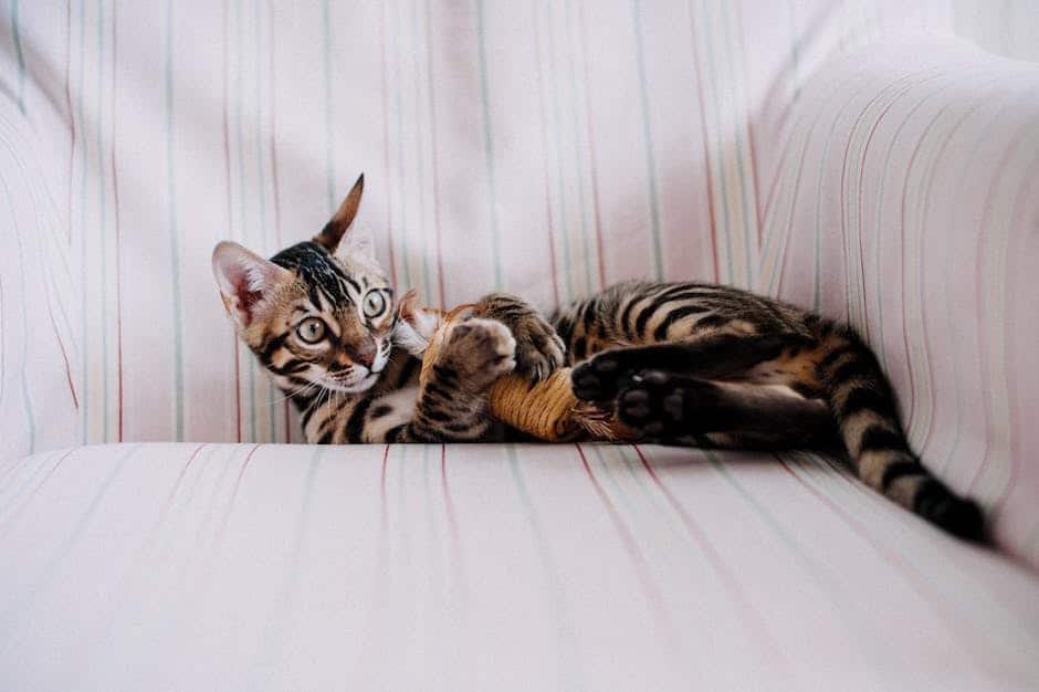 Illustration of a cat playing in an entertainment center with various toys and a comfortable resting spot