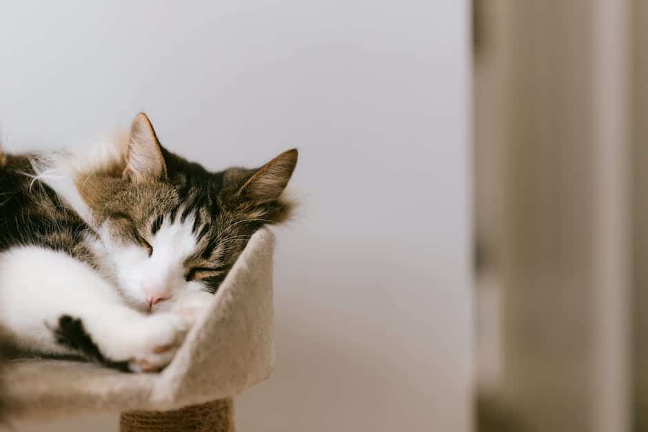 A calm cat lying down with closed eyes, feeling safe and secure