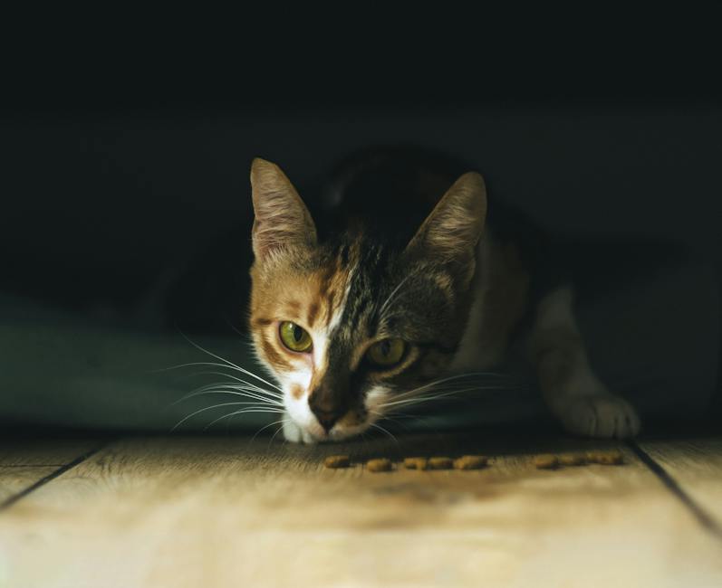 Illustration of various cat food options with a cat next to it, representing choosing the right cat food for your furry friend.