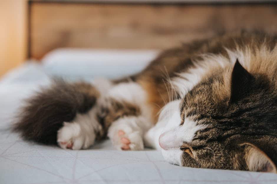 Image description: A cozy corner with a cat bed and a blanket, creating a peaceful sleep environment for a cat.