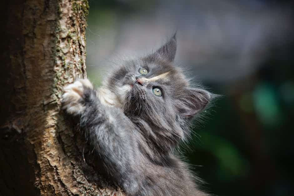 A photo of a cat tree with multiple platforms and scratching posts for a cat to use, providing it with an alternative to scratching furniture.