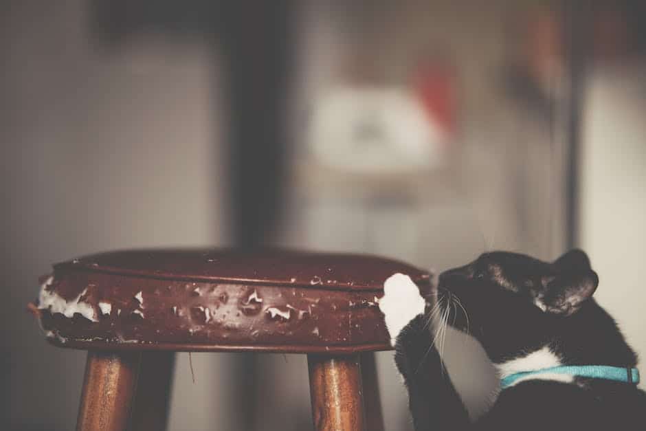 Image illustrating tips to protect furniture from cat scratching