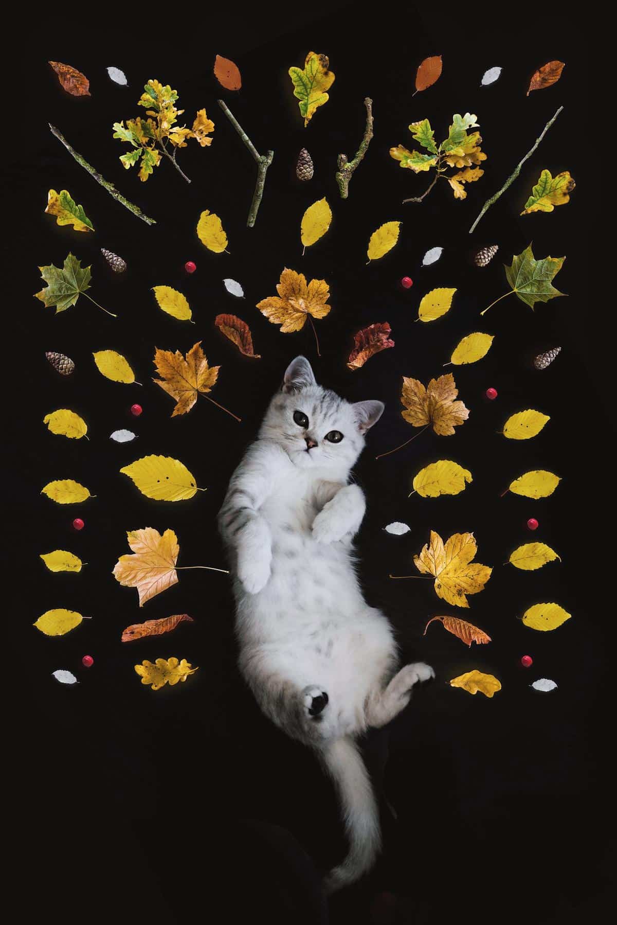 A cat with well-groomed fur and bright eyes, portraying good health.