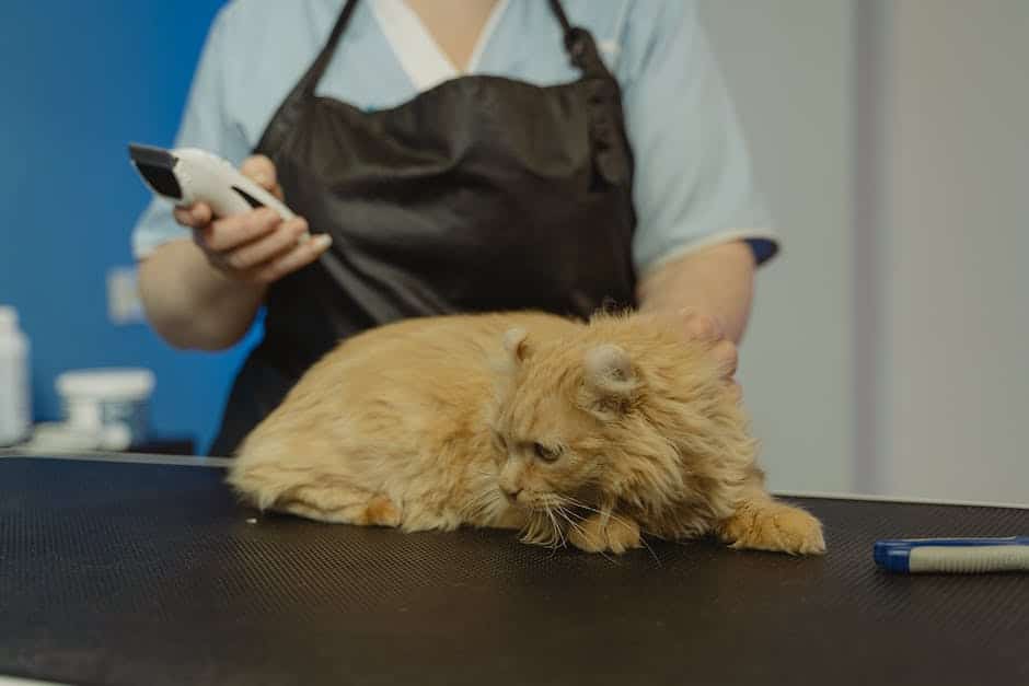 A picture of a cat being gently groomed during bath time