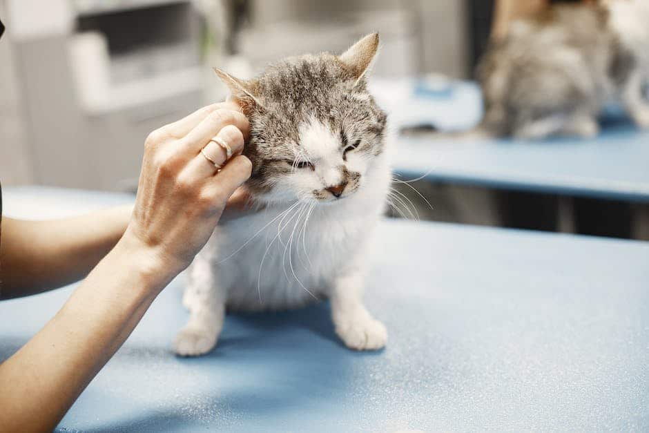 Image of a cat receiving a health check at the vet's office