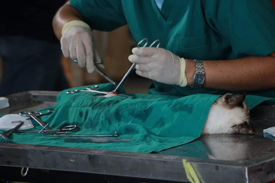 Image of a cat being examined at the vet clinic.