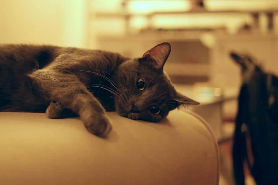 Image of a cat being examined by a veterinarian