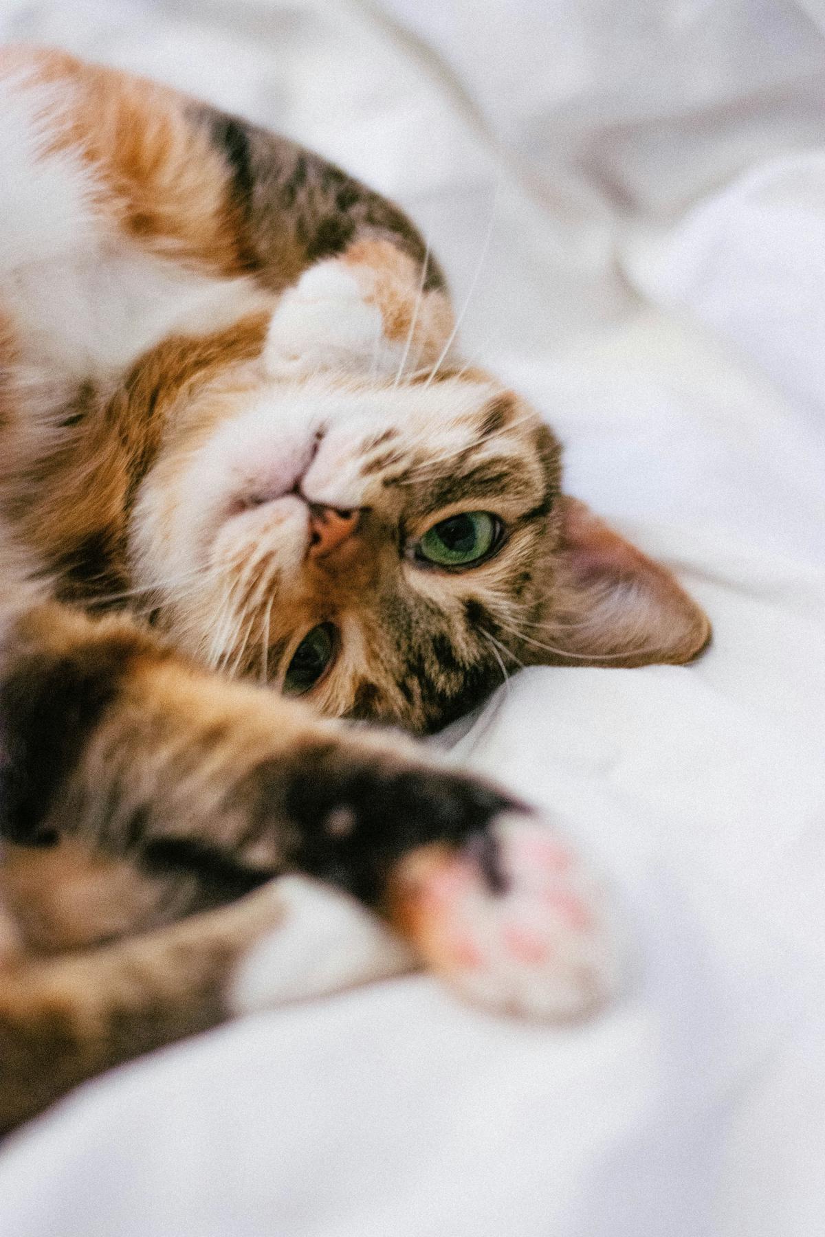 An image showing a happy cat curled up in a cozy bed.
