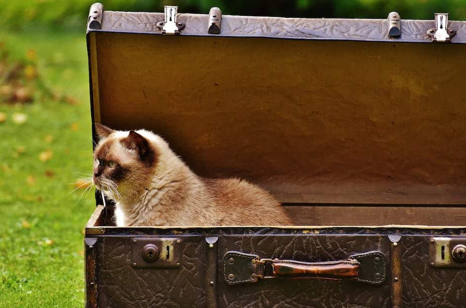 Illustration of a cat litter box with litter in it, showing a cat using the litter box