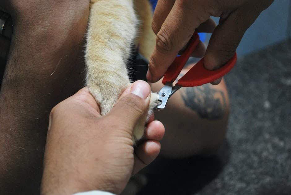 An image of a cat calmly having its nails trimmed by its owner.