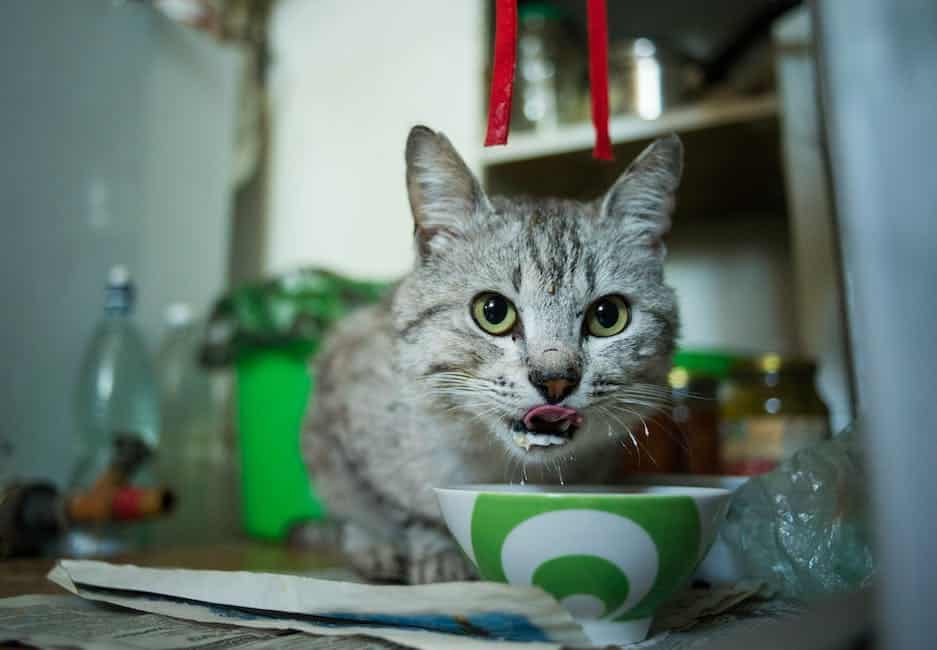 A cat eating from its food bowl, ensuring its nutritional needs are met
