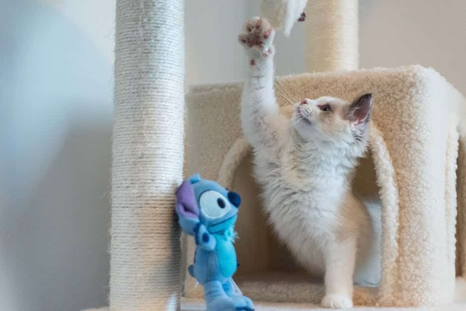 Image of a cat playing with various toys, showing the importance of play for a cat's wellbeing