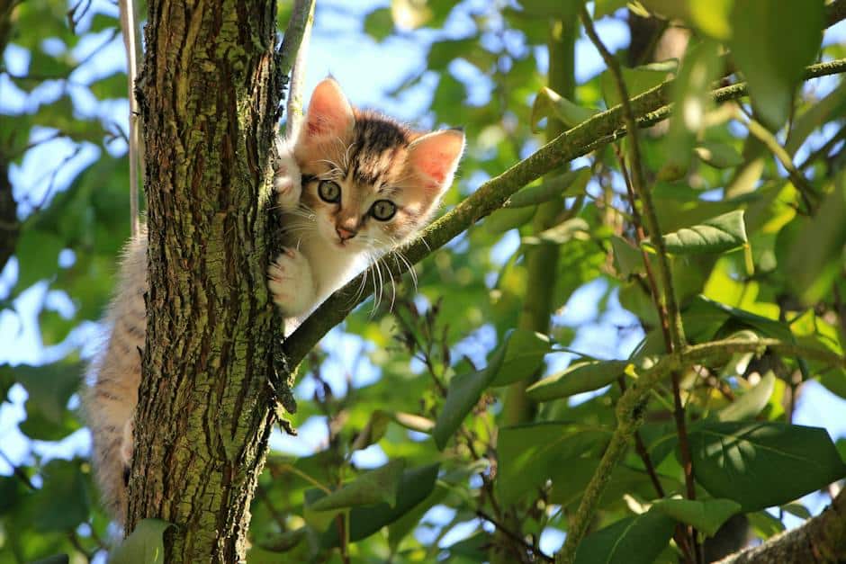A playful cat chasing a feather toy