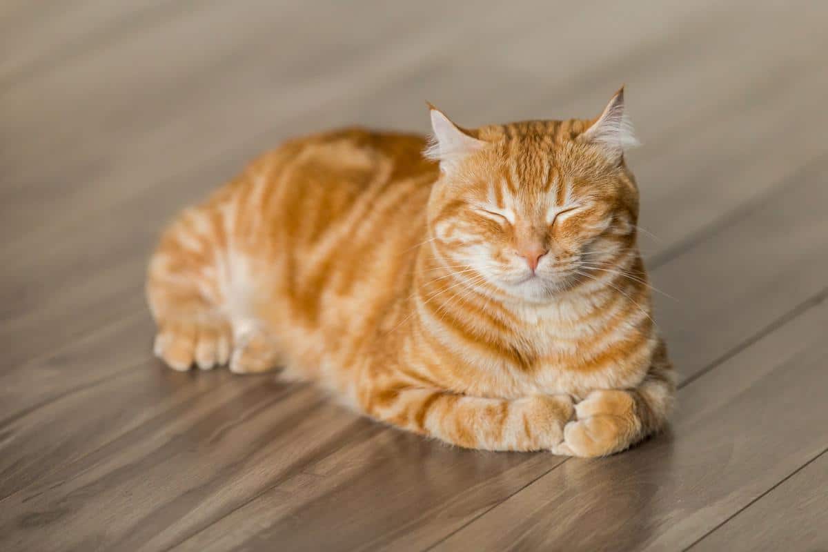 A playful orange tabby cat chasing a feather teaser toy