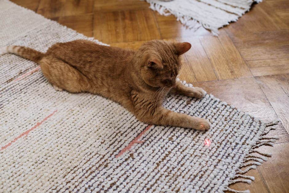 An image of a cat playing with a laser pointer, wad of paper, and puppets. The cat looks happy and engaged in the activities.