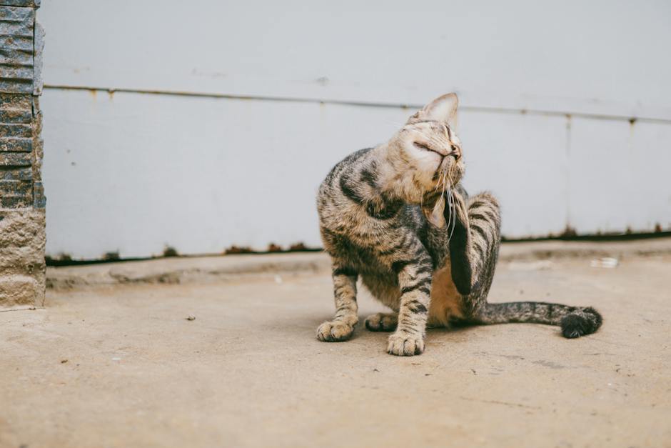 A cat happily scratching a scratching post