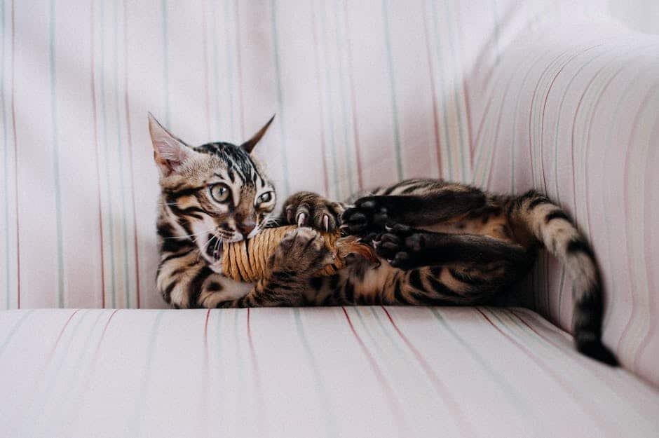 Image of a cat playing with a scratching toy