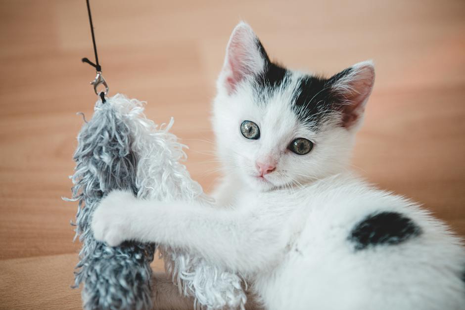 Image of a cat playing with a homemade toy