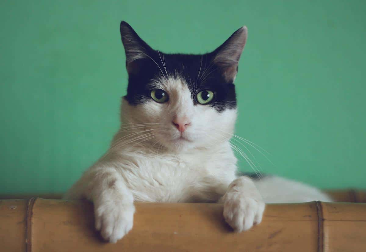 Image of a homemade toy with treats hidden inside, ideal for engaging a cat's mind during playtime