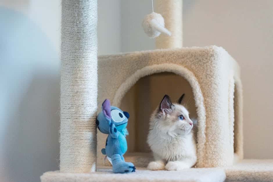 Image of various cat toys, including balls, plush toys, and puzzle toys, surrounded by a happy cat playing with them