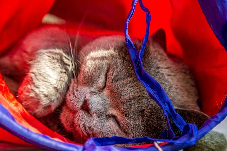 Image of various cat toys for engagement and stimulation