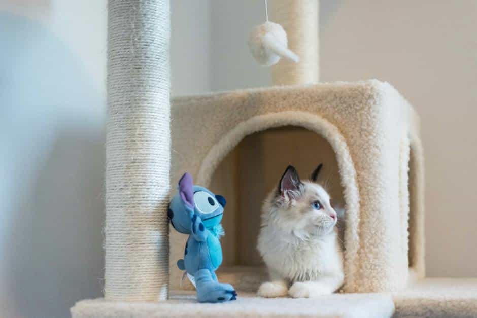 A variety of cat toys including soft plush toys, puzzle toys, and a motorized mouse toy.