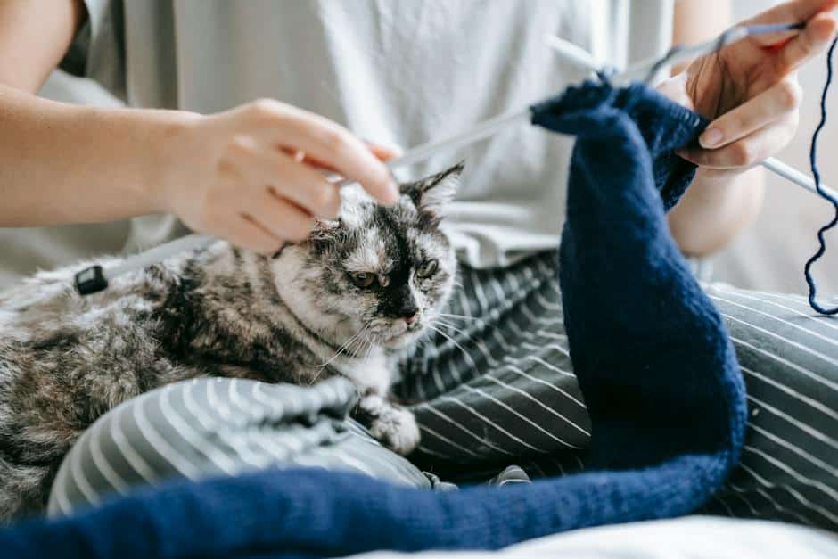 A cat sitting and attentively looking at its owner during a training session